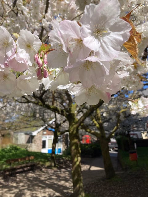 Photo of cherry blossom