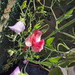 Photo of Densham Court Garden.