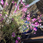 Photo of Densham Court Garden.